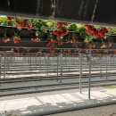 고령금산한우 | 우당탕탕 딸기 여행 🍓(대구고령딸기체험 다산딸기조합농원 후기 / 고령금산한우 / 메르헨 카페)
