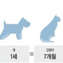 [Why] 개 나이 사람으로 치면 몇살? 동물나이 환산 어떻게 할까 이미지