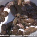 해삼농장 이미지