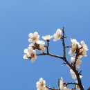 매화 - 구리시 | 매화
