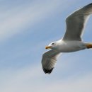 갈매기꿈 이미지