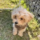 퍼피모리 이미지