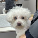 윤성진 안과/외과 동물병원 이미지