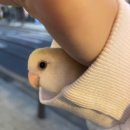 주우마이