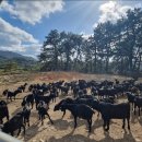 완도약산흑염소 이미지