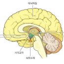 연령별 멜라토닌 호르몬 변화 이미지