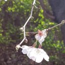 산유화 이미지