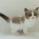 My Love Cat(마이러브캣) 네이버블로그
