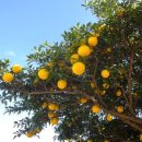 마리스남해 이미지