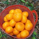 현이네 농장 이미지