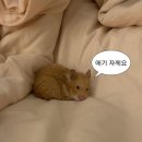 임산부 불면증 해결 방법 일상유희 임산부 바디필로우로 극복한 후기