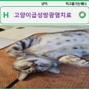 배방동물병원 | 고양이 오줌 실수 왜 ? 고양이방광염 치료 비용과 원인