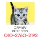 강남고양이분양 나비캣 네이버블로그