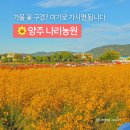 우정농원가든 | 국내 가을 여행지 추천, 양주 나리농원 가을 꽃 구경 따끈 후기