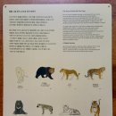 메모리 | 에버랜드 평일 사파리월드, 서커스 윙즈 오브 메모리 방문 후기 🎡🎈