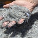 진도멸치 이미지