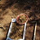 한진농장 2 이미지