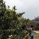 다운 농장 이미지