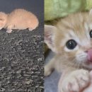 도그천사 이미지