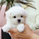 달링하이울산 이미지