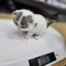 멍멍왕자 야옹공주 이미지