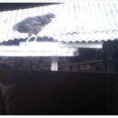 병호농장 이미지