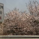 캠마니 | [아산/음봉면]벚꽃캠핑 가능한 라포레애견캠핑장 후기