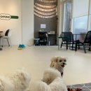 시몬 애견유치원&애견호텔 | 청라 오미네카페&amp;애견유치원호텔 주말 방문후기