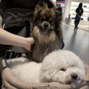 🐶낫쏘빅 빅파트라슈 (후기/정보)