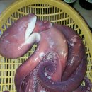 호식이두마리치킨속초1호점 네이버블로그