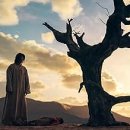 지니카센타 이미지