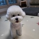 에떼르넬 슈슈 이미지