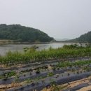 순재농장 Daum카페