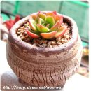 크라우스 이미지