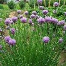 차이브(CHIVES)