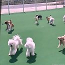 옥계한별 유치원 | 구미 애견호텔에서 산동 강아지놀이터 제대로 즐기는 법?!