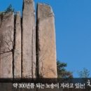 황정리 대흥사 위 이미지