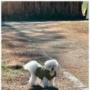 엄마랑유치원 | 울산애견유치원 고민하다 등록한 비숑 엄마 후기 전해드려요 :)