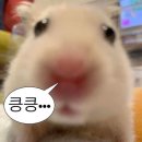 구룡반도] 상기콘지 소고기 죽 조식/ 제니쿠키 웨이팅 후기/ 홍콩 납잡복숭아 구입처(Fusion 마켓...