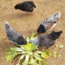 우석농장 2 이미지