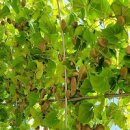하늘마 넝쿨마 열매마 심는시기 수확시기 심기 심는법 보관법 재배 키우기 방법(우주마, 줄기마) 이미지
