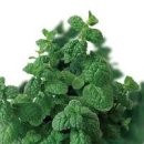 애플민트 이미지