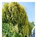 건들바위네거리 이미지