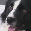 꼬리 흔드는 강아지 이미지