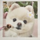 밥풀 | 반려견액자 포메라니안 밥풀이 초상화 제작후기