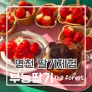 딸기밭 부농 | 영천 딸기체험 부농 딸기 the forest(24개월 아기랑)
