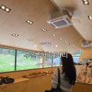 삼나무 | 제주동쪽카페 우정원베이커리 제주삼나무점 삼나무숲 힐링 대형카페 후기