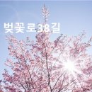 벚꽃로38길 | 서울 벚꽃 명소 스팟 벚꽃로38길 가산디지털 인근 산책 명소