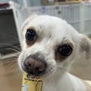 냥이댕이 이미지