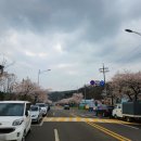 반월공원 화장실 | 군포 반월호수 벚꽃 명소 드라이브부터 산책까지 봄나들이 후기